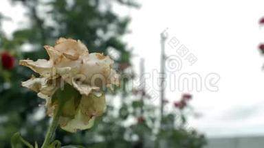 特写一朵腐烂枯萎的花园白玫瑰随风飘摇。 死花。 4k. 4k视频